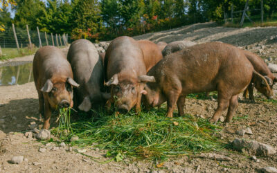 Farewell Boars, Hello Wattle: A Farming Update